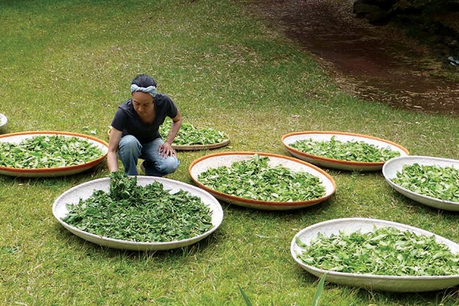 Bí quyết làm bột trà xanh không chỉ xanh mịn mà còn đẹp mắt 3 Cách phơi lá trà xanh trong bóng râm để không bị đen khi làm bột