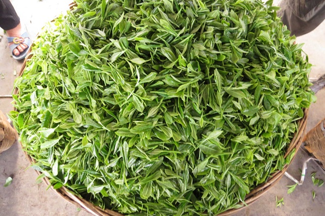 Bí quyết làm bột trà xanh không chỉ xanh mịn mà còn đẹp mắt 2 Chọn những lá trà xanh tươi không non, không già để làm bột matcha chất lượng